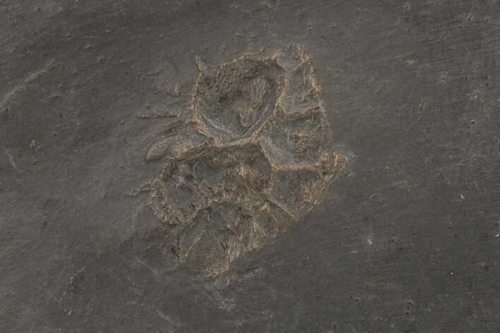 Pyritized Tabulate Coral (Pleurodictyum) Fossil - Germany #209935